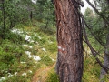 IMG_0040albero